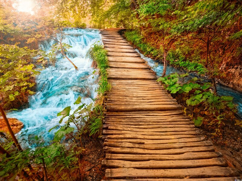 Wooden path over forest stream