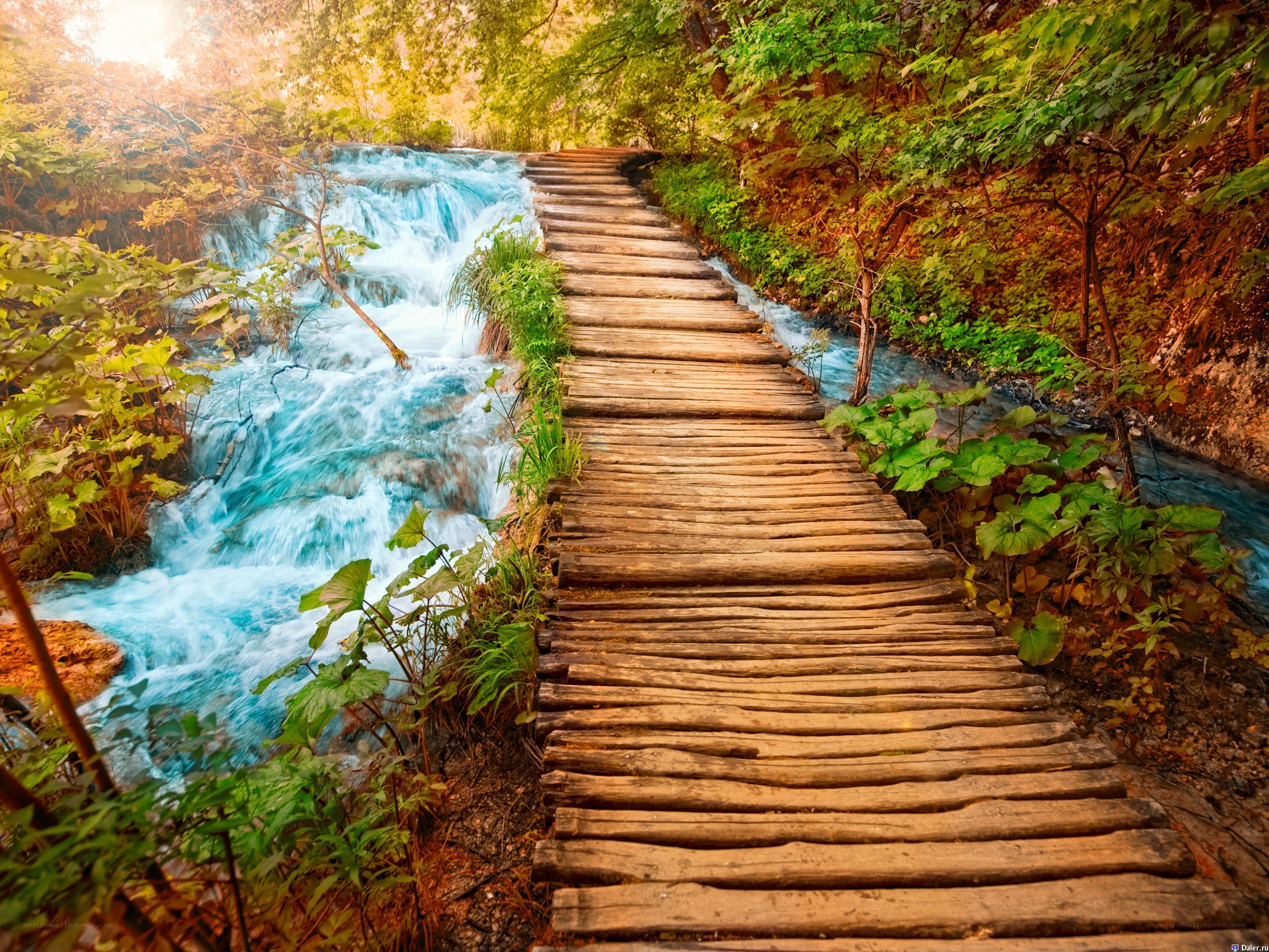 Wooden path over forest stream