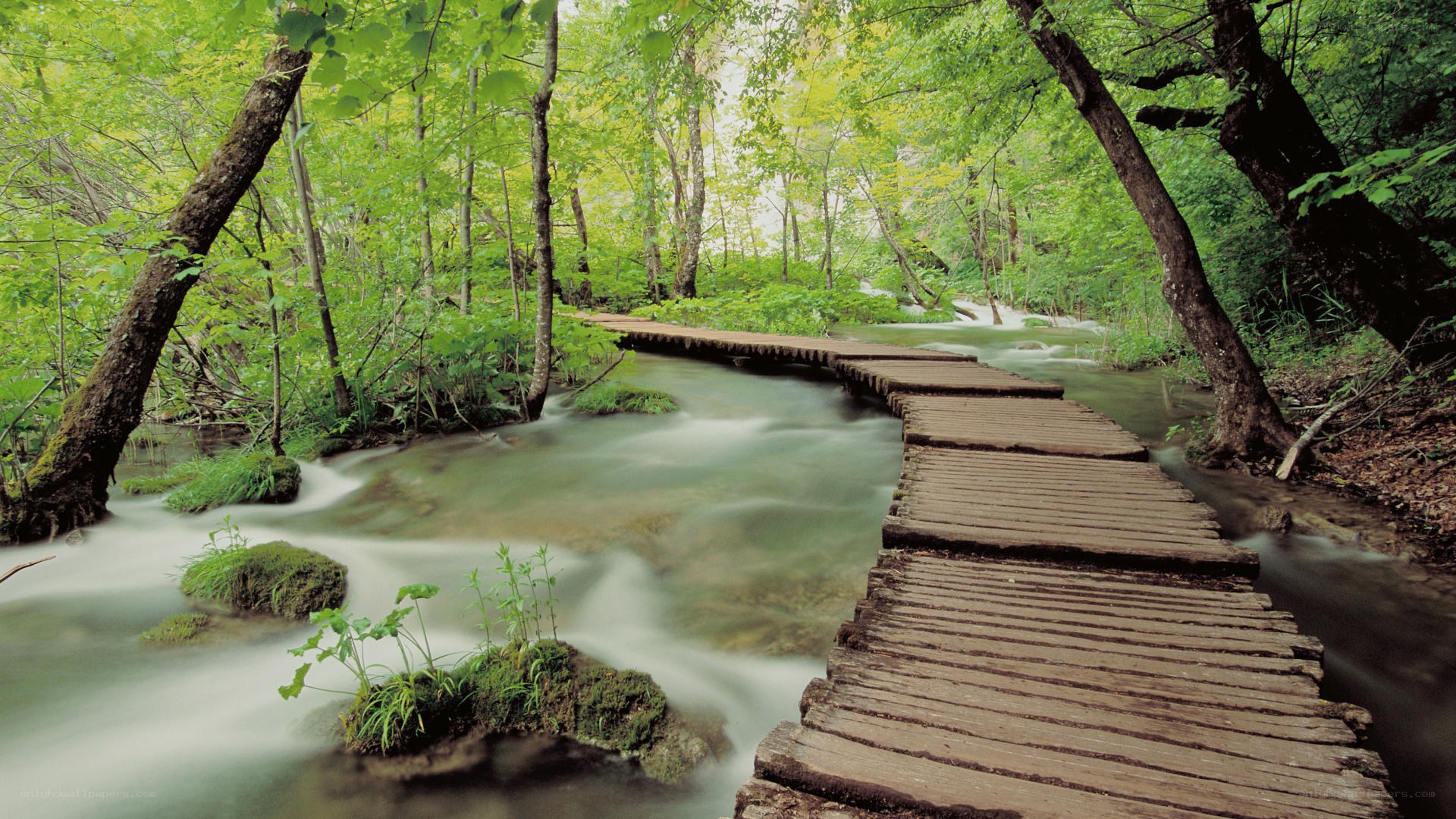 Wooden path over forest stream