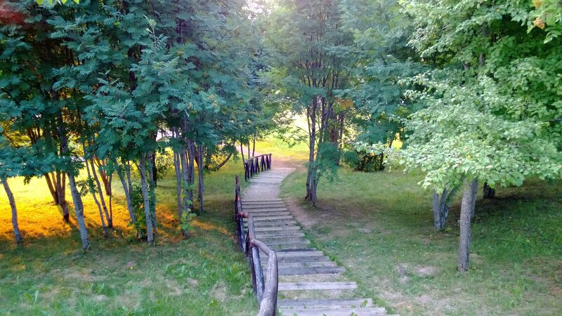Wooden path through a forest