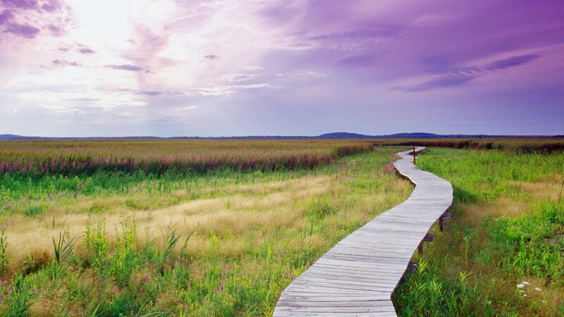 Wooden path through a marsh at sunset