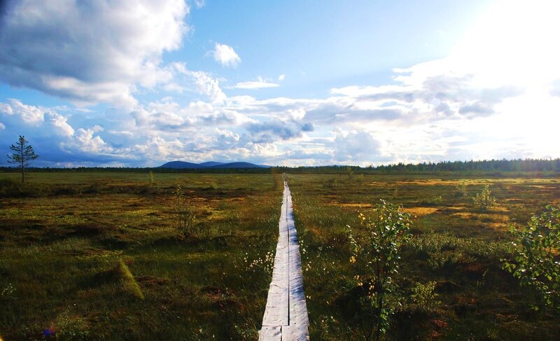 Wooden path through a marsh