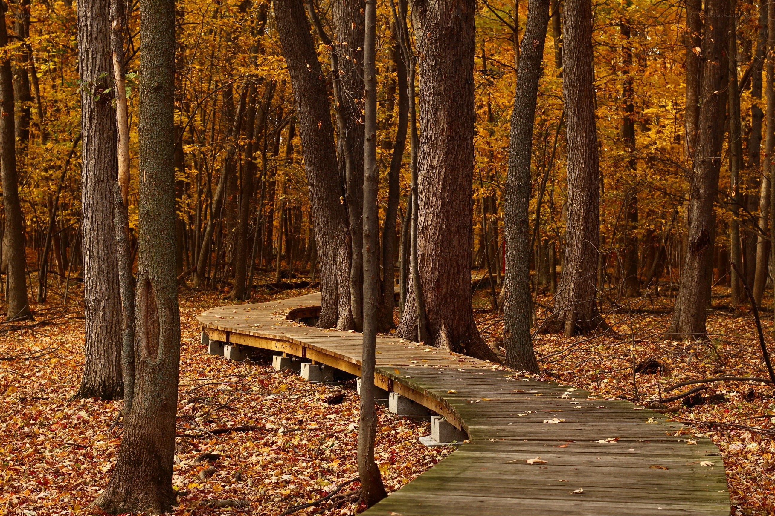 Wooden path through autumn forest