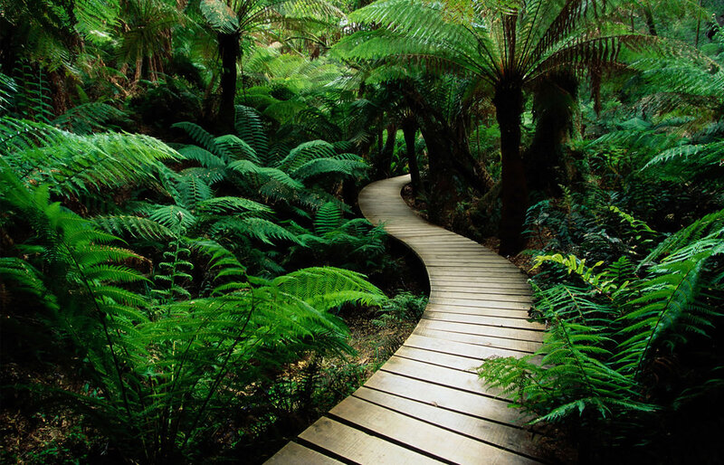 Wooden path through fern forest