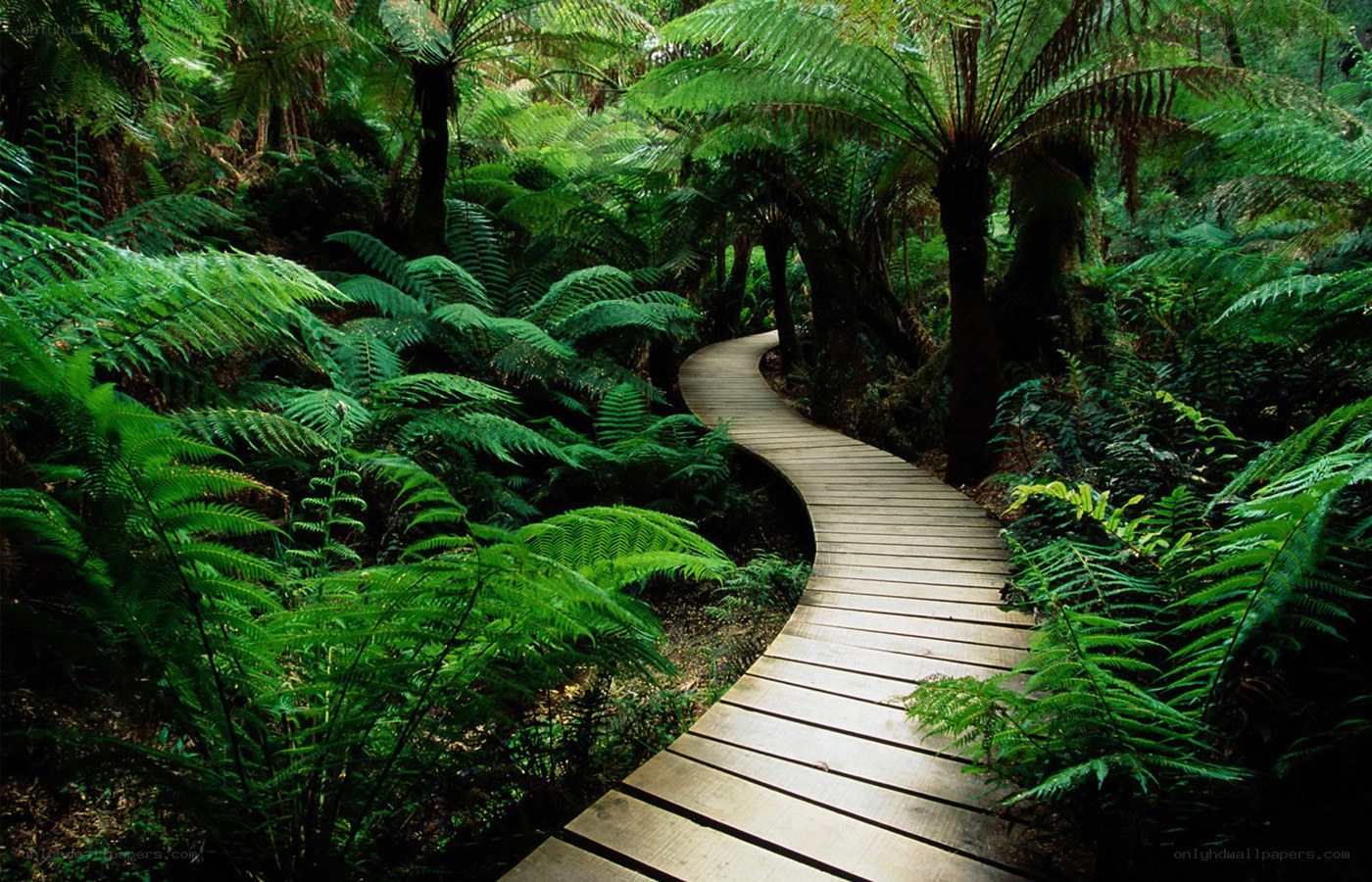Wooden path through fern forest