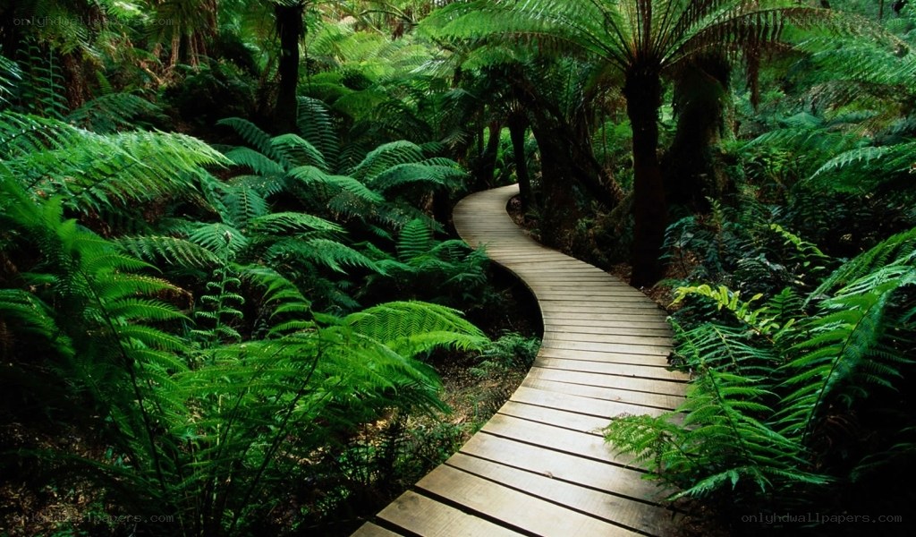 Wooden path through fern forest
