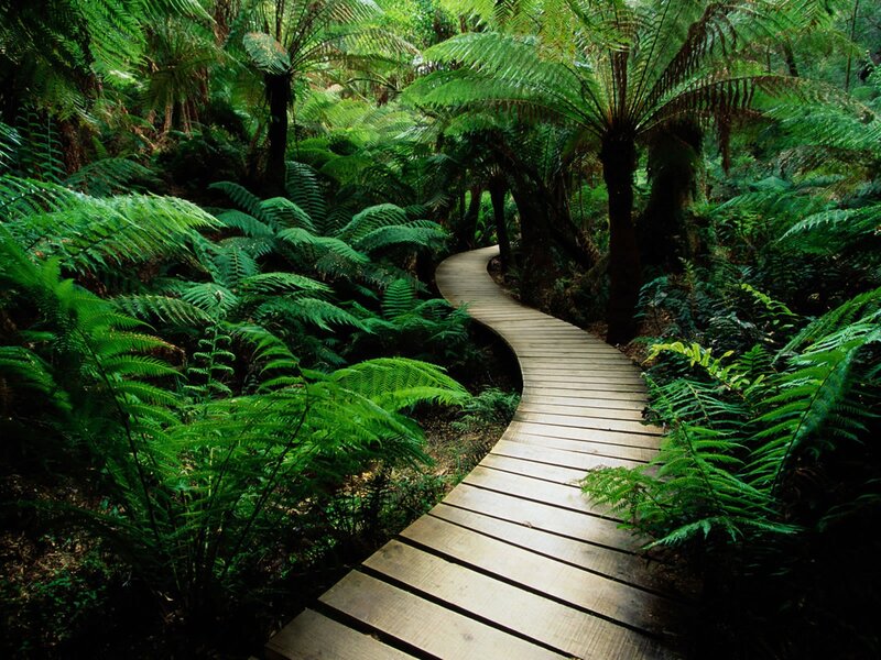Wooden path through fern forest