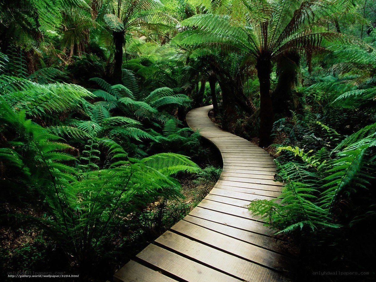 Wooden path through fern forest