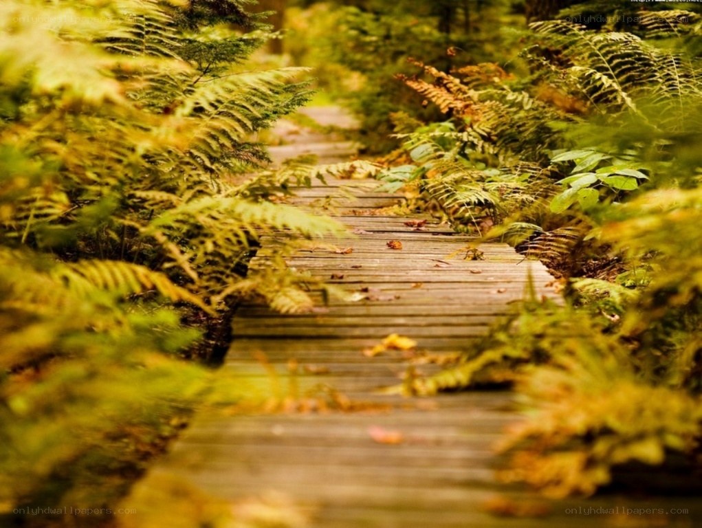 Wooden path through ferns