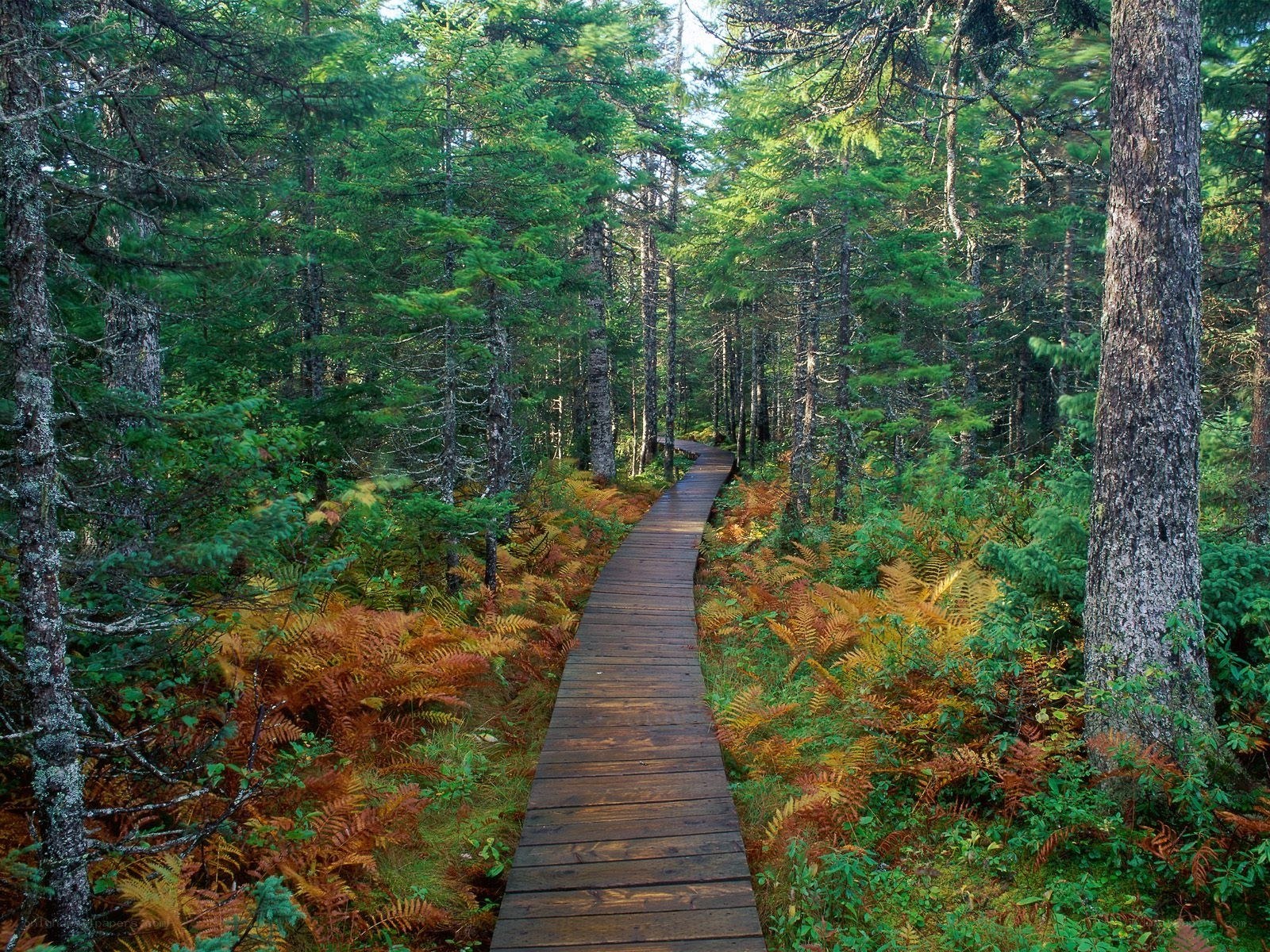 Wooden path through forest