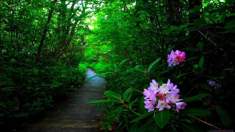 Wooden path through forest