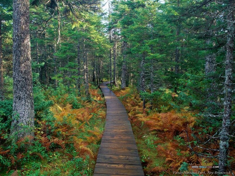 Wooden path through forest