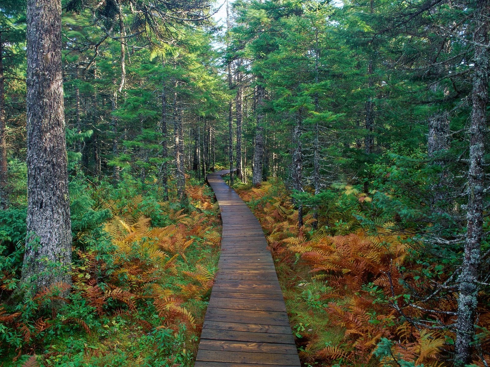 Wooden path through forest