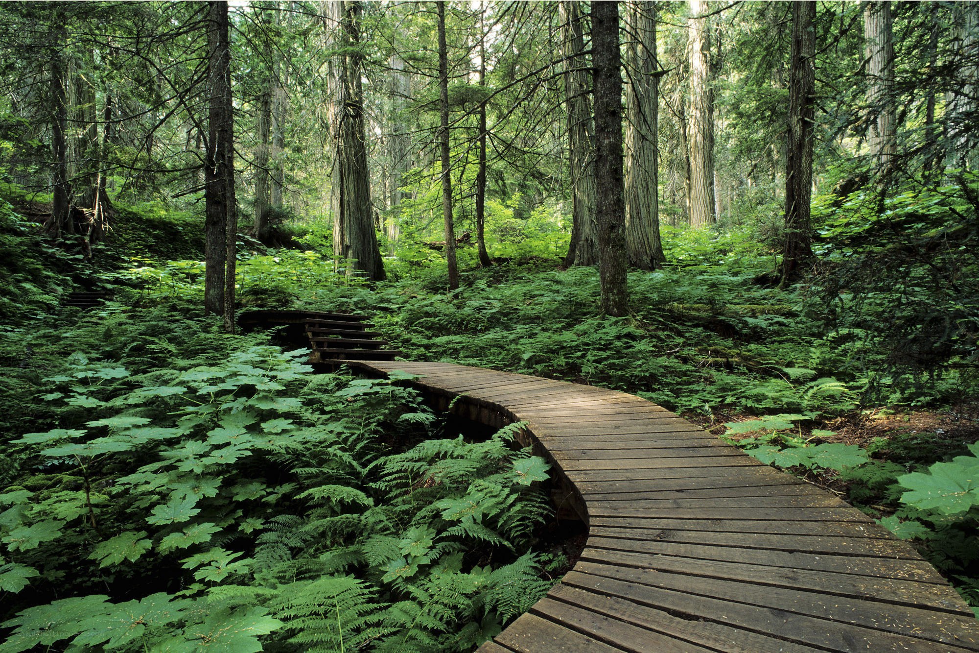 Wooden path through forest