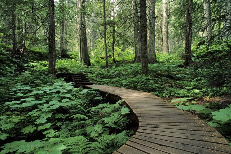 Wooden path through forest