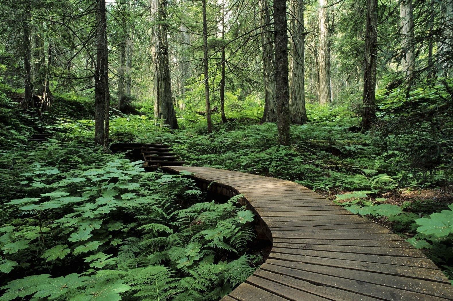 Wooden path through forest