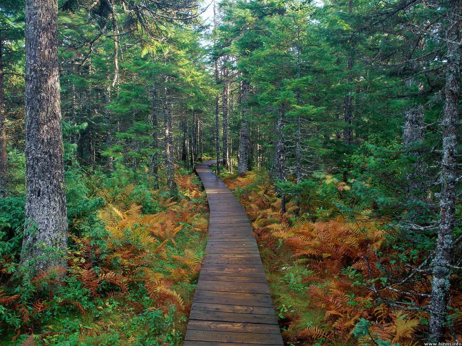 Wooden path through forest