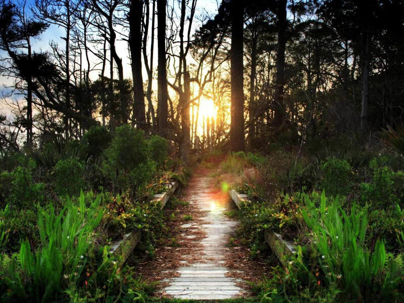 Wooden path through forest at sunset