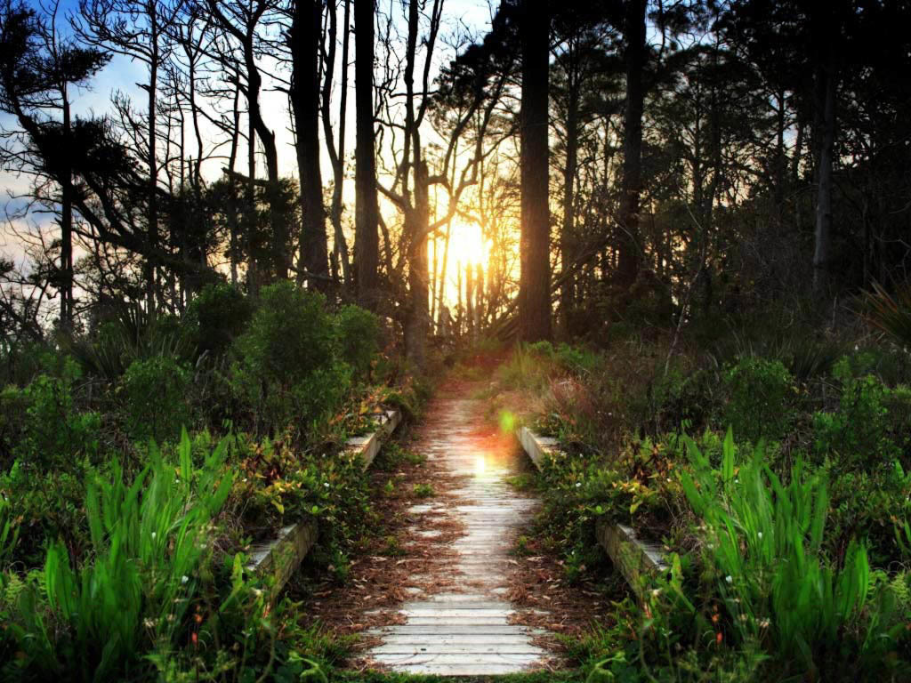 Wooden path through forest at sunset
