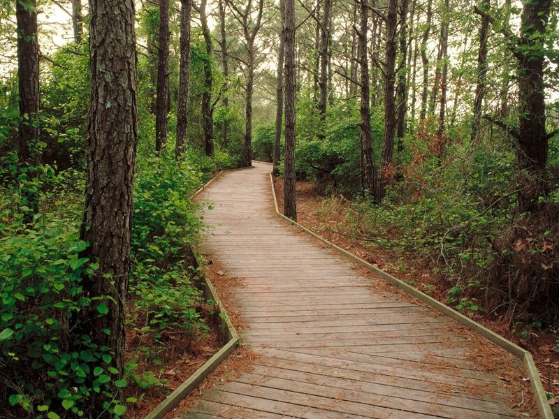Wooden path through forest