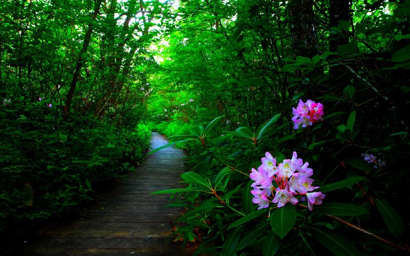 Wooden path through forest with flowers