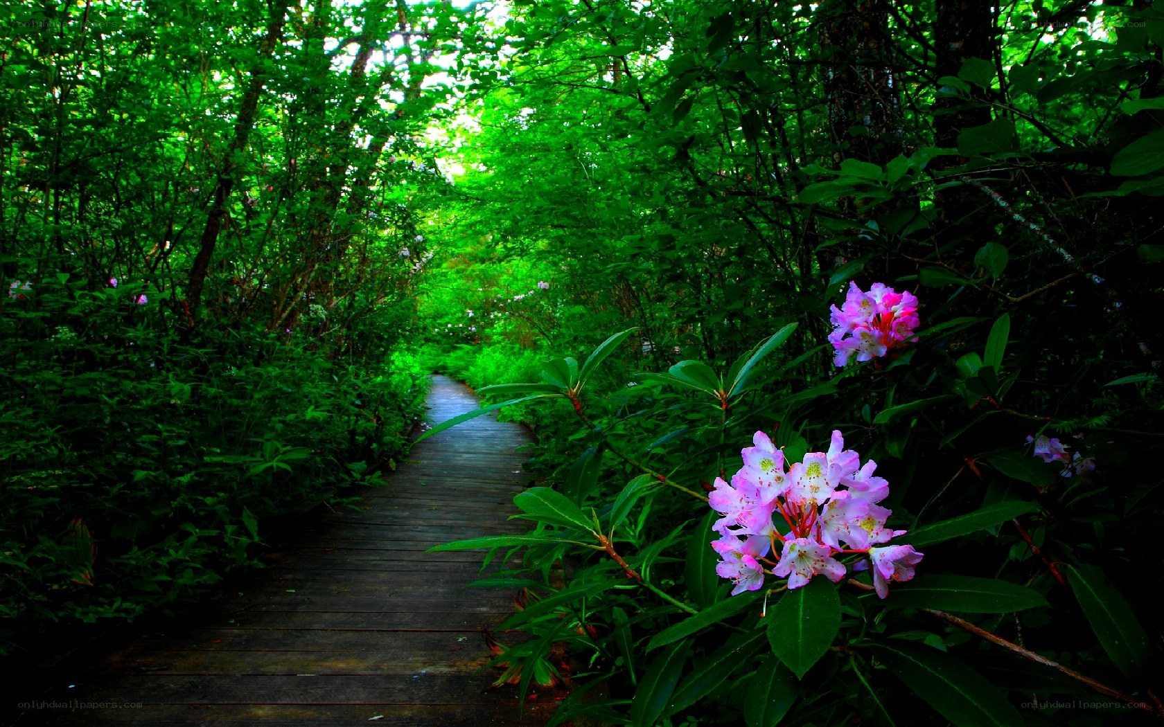 Wooden path through forest with flowers