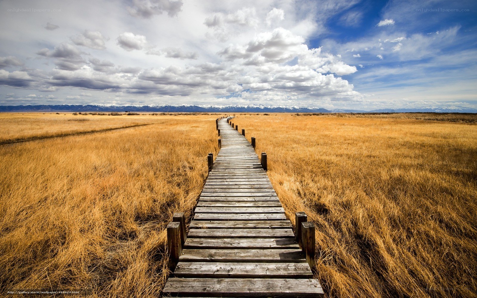 Wooden path through golden field