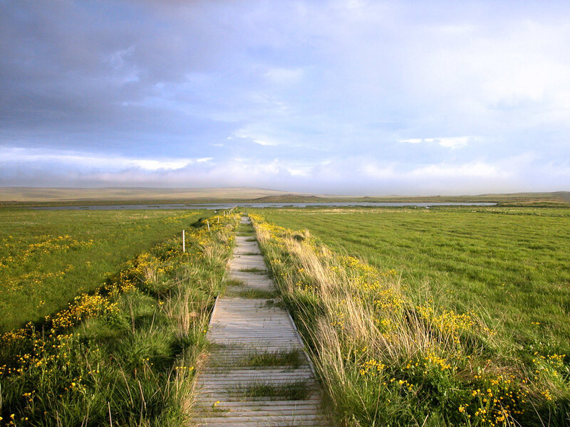 Wooden path through green fields