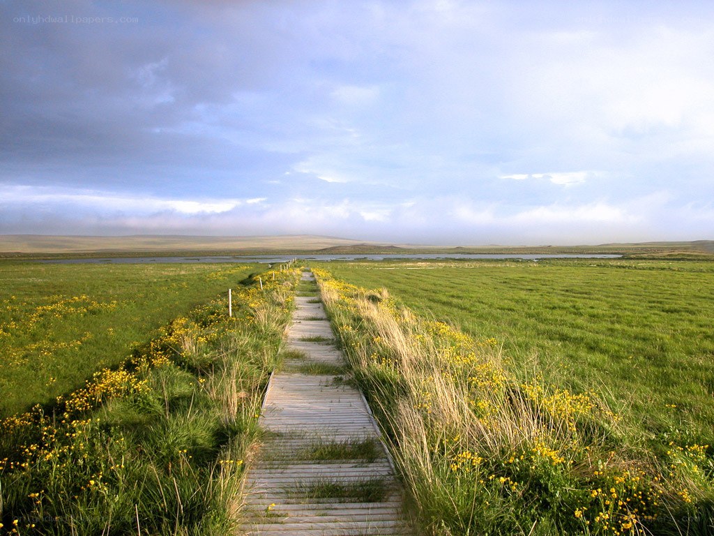 Wooden path through green fields