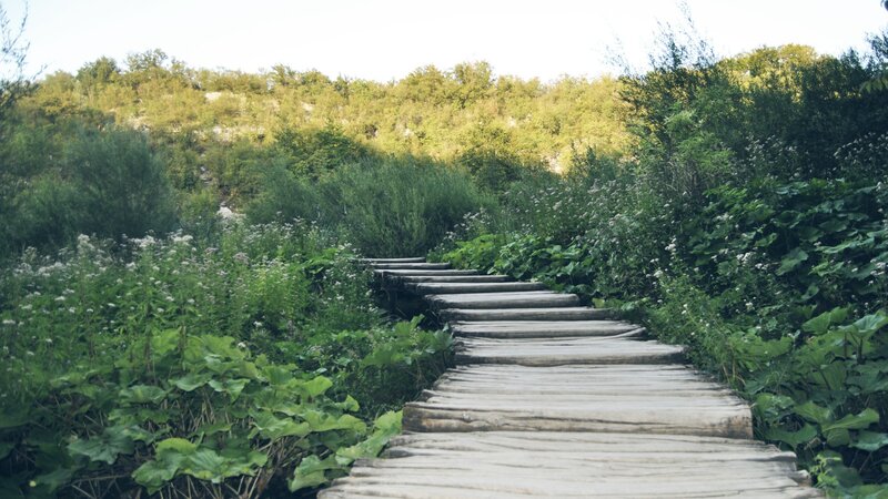 Wooden path through green forest