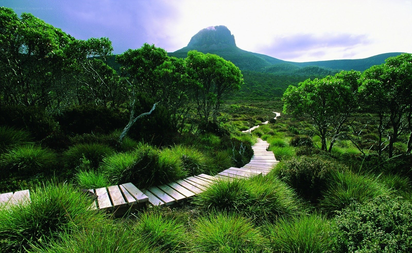 Wooden path through green landscape