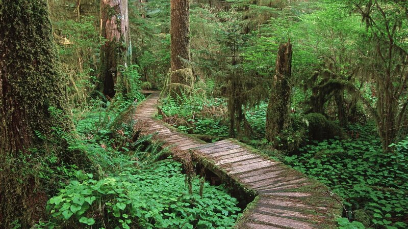 Wooden path through lush forest