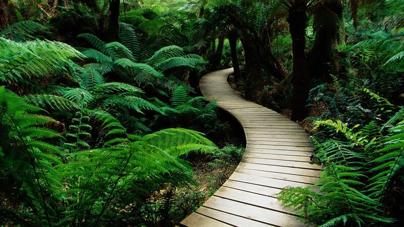 Wooden path through lush forest