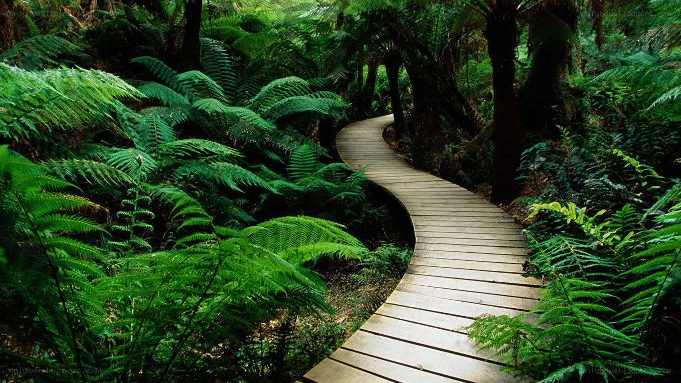 Wooden path through lush forest