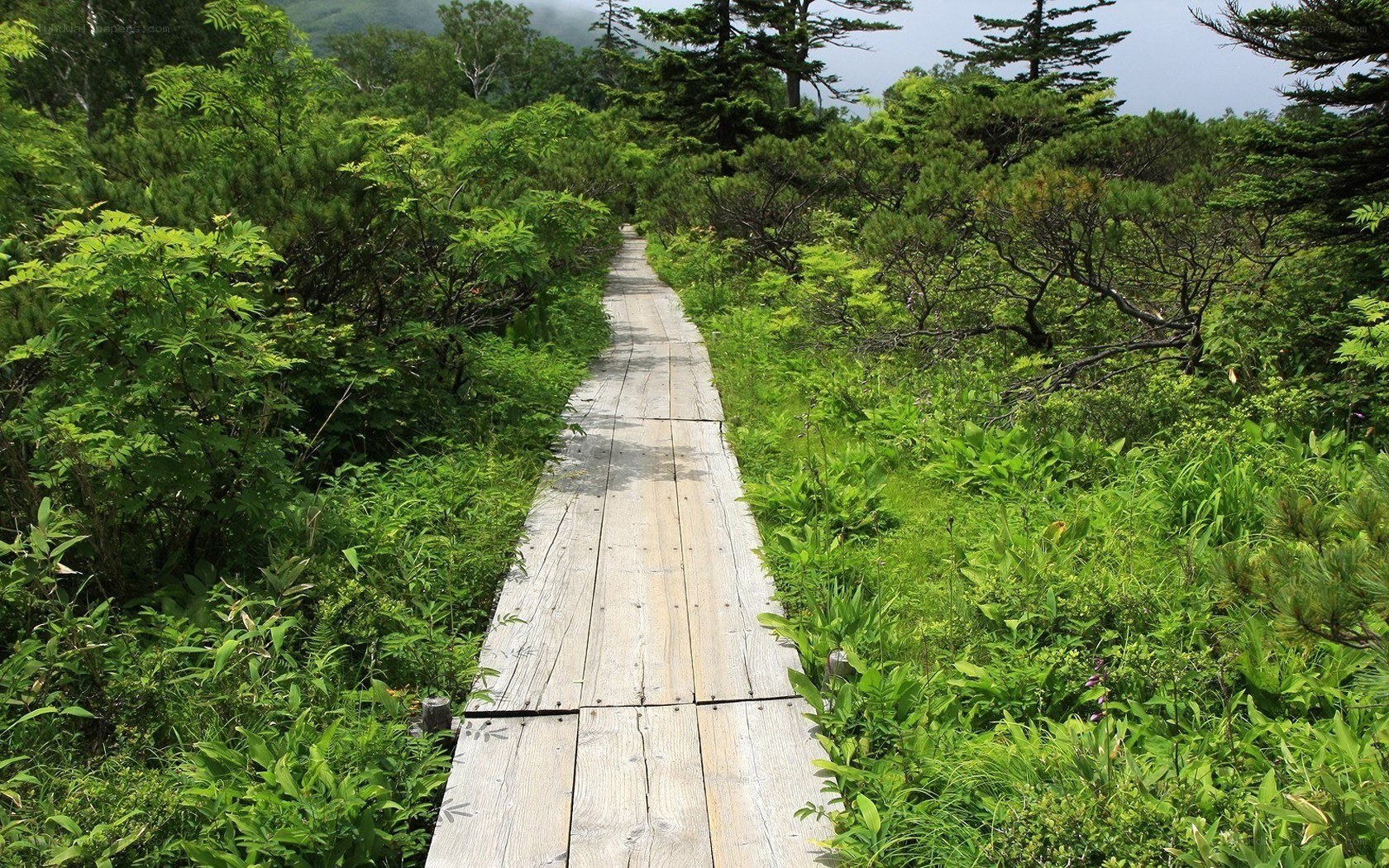 Wooden path through lush green forest