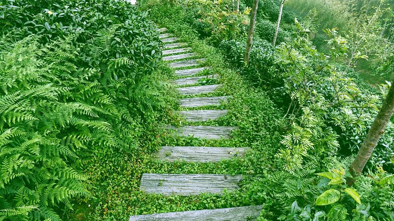 Wooden path through lush greenery
