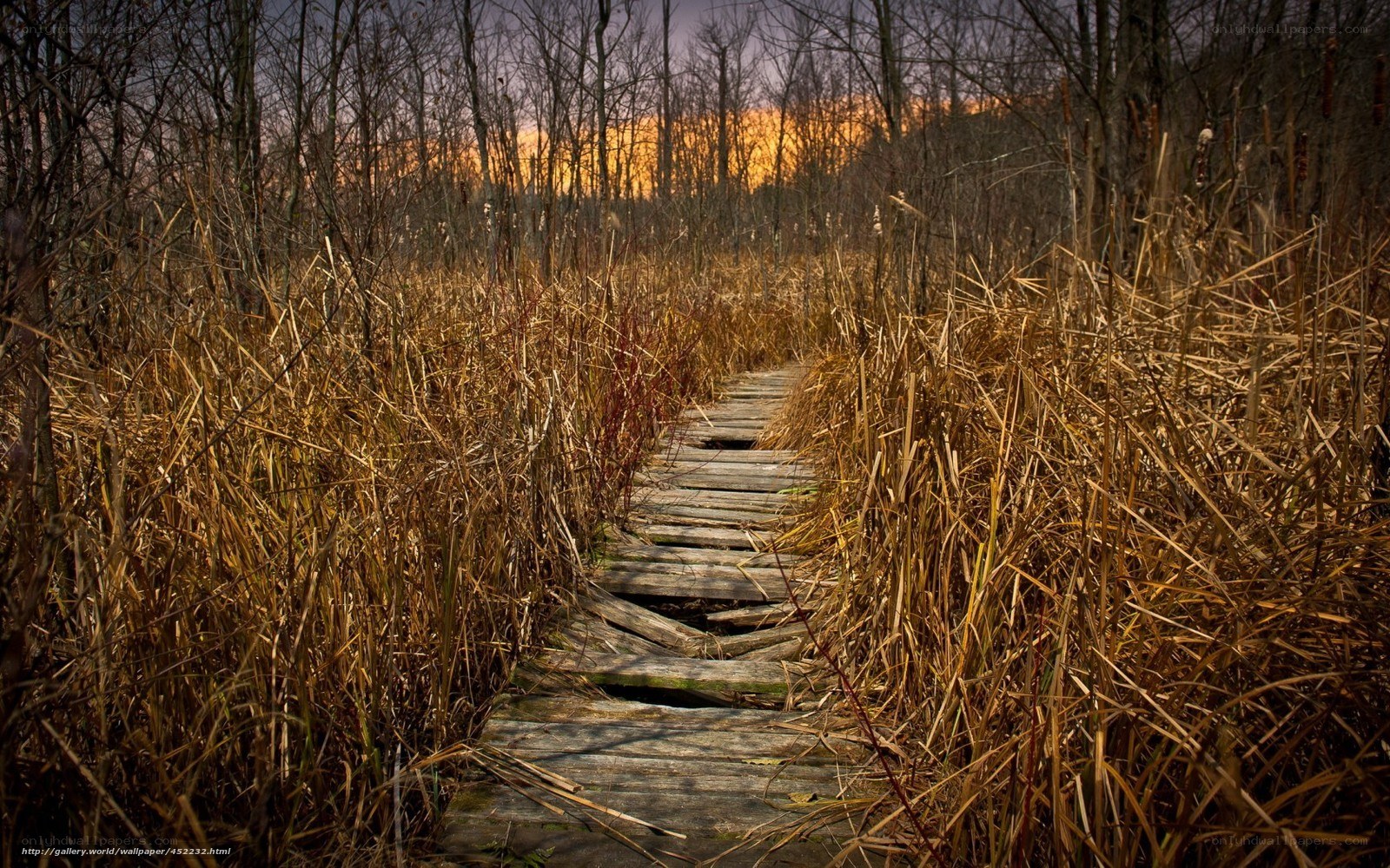 Wooden path through marsh at sunset