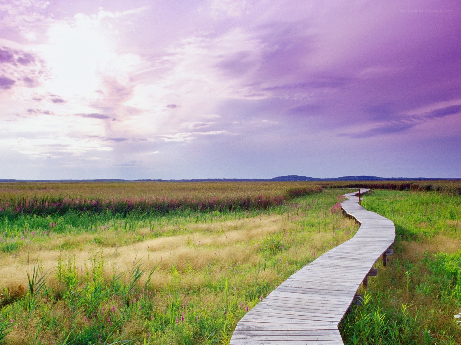 Wooden path through marsh at sunset