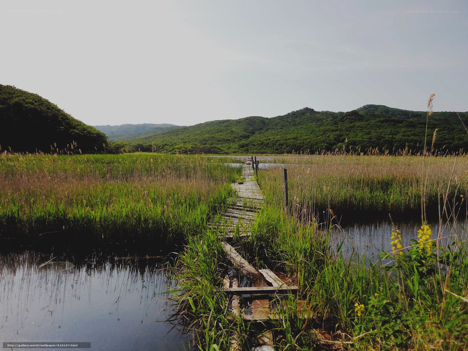 Wooden path through marshland