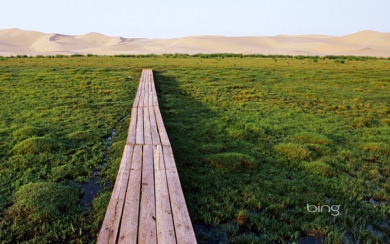 Wooden path through marshland