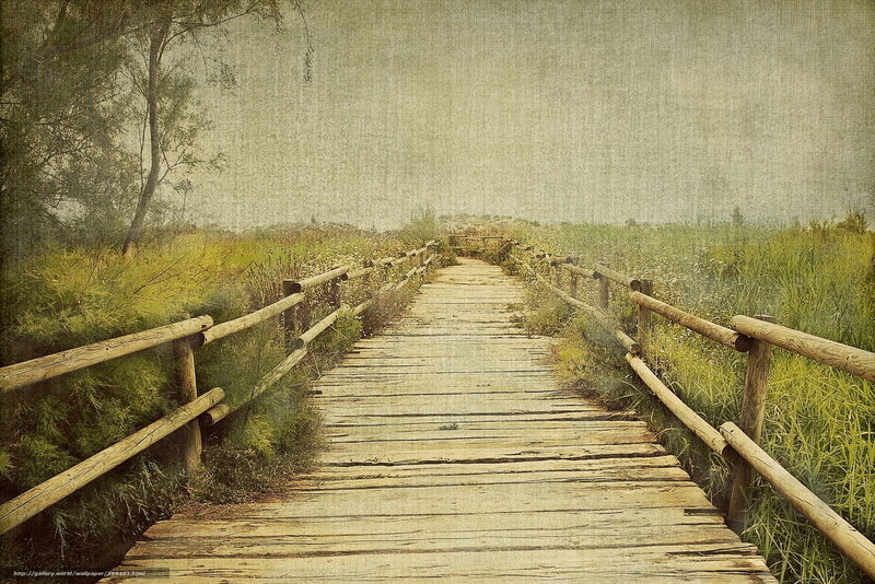 Wooden path through marshland