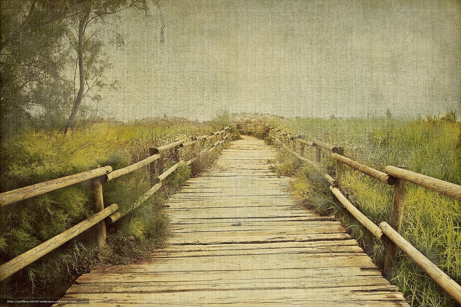 Wooden path through marshland