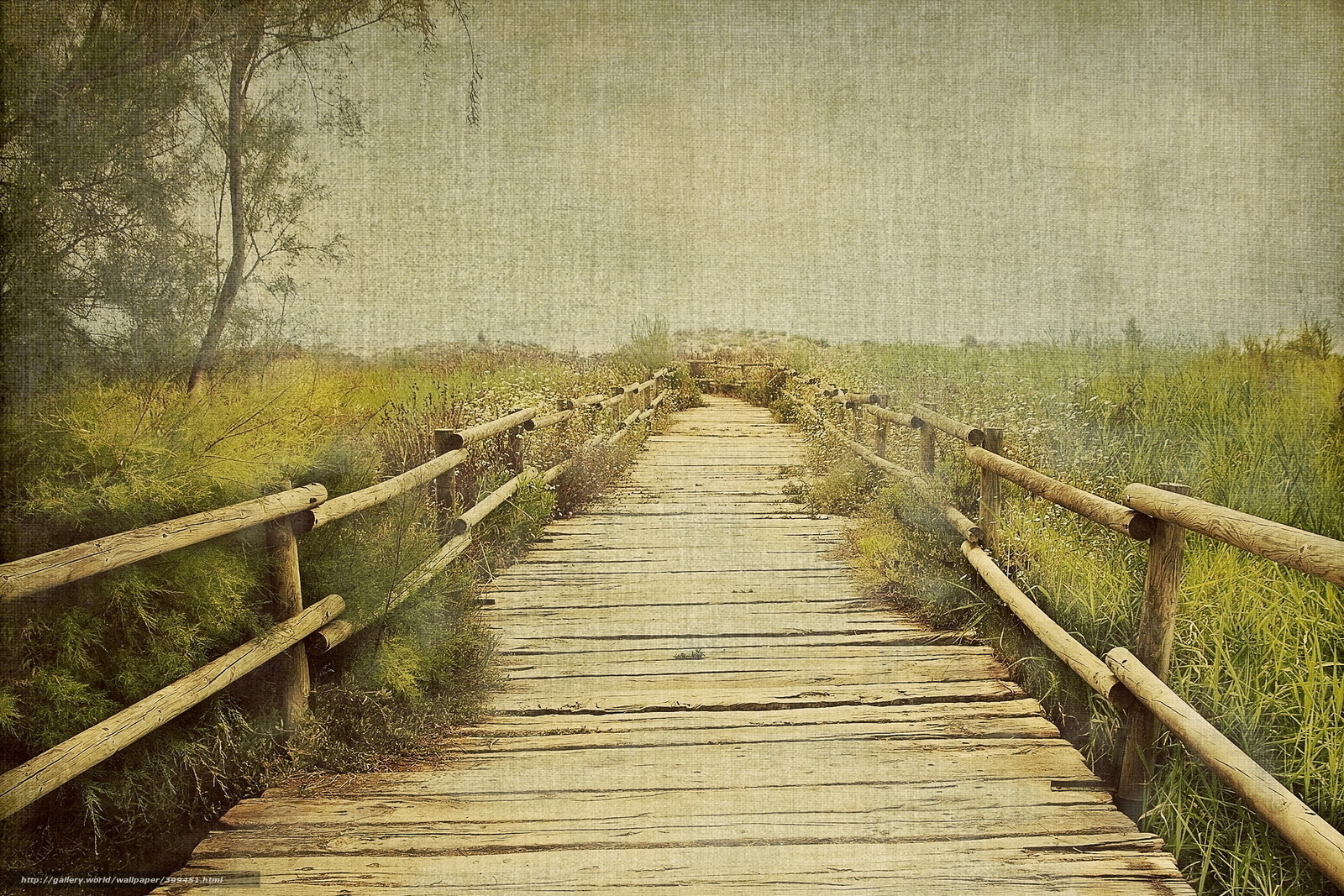 Wooden path through marshland