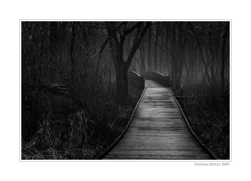 Wooden path through misty forest