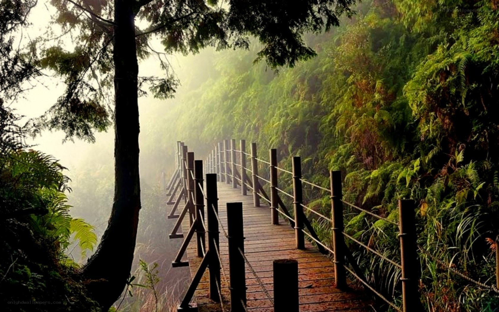 Wooden path through misty forest