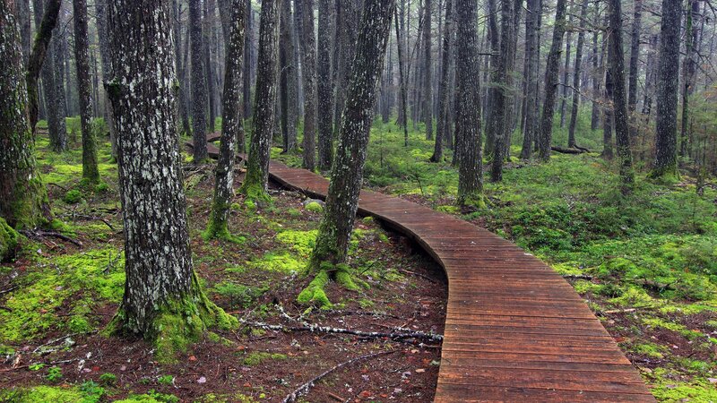 Wooden path through mossy forest