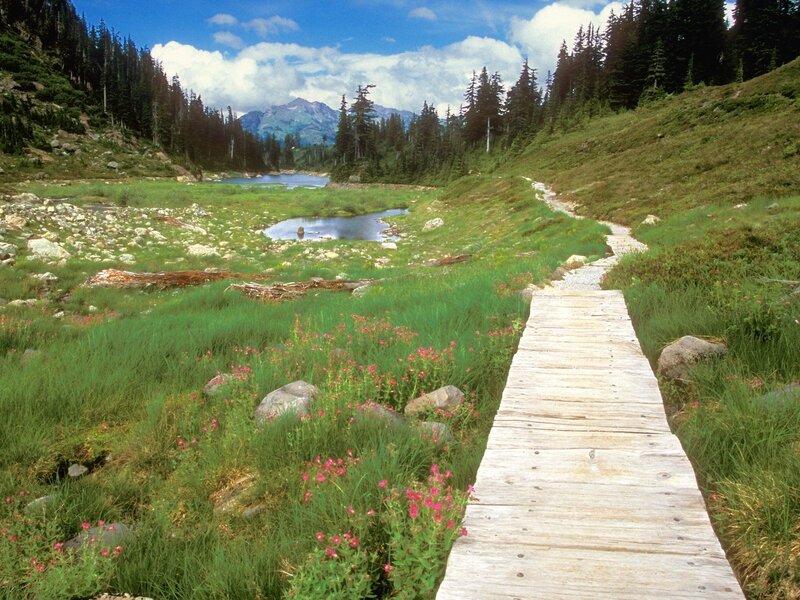 Wooden path through mountain meadow