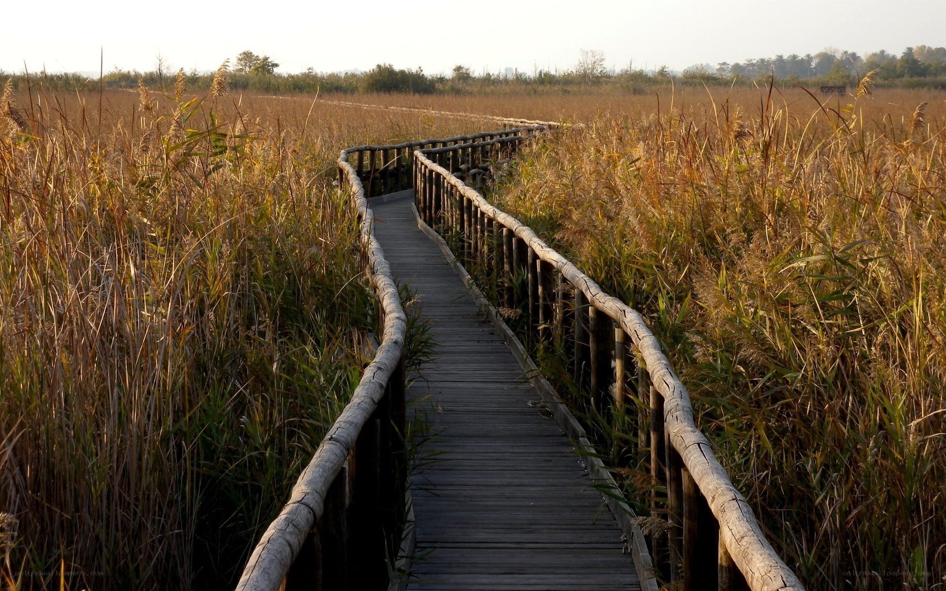 Wooden path through reeds