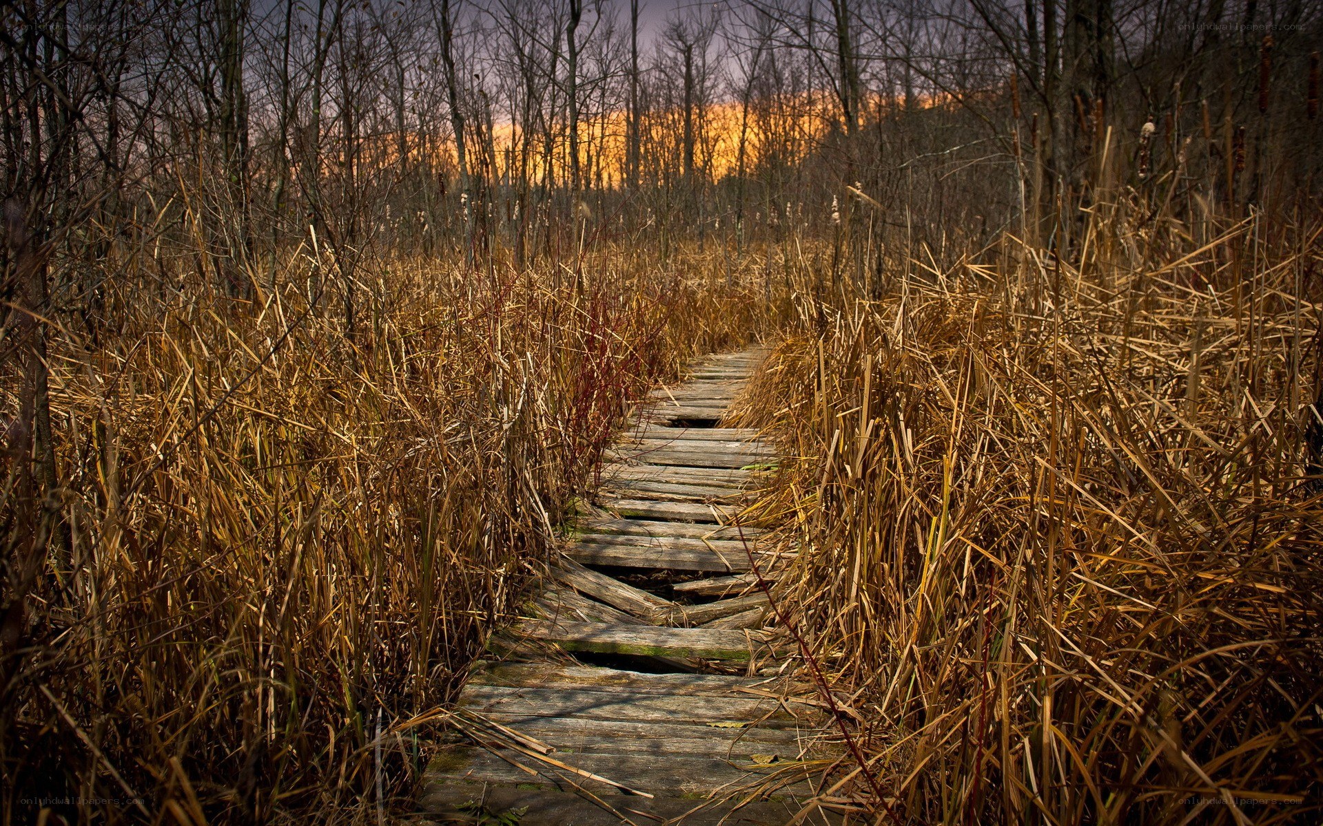 Wooden path through reeds at sunset