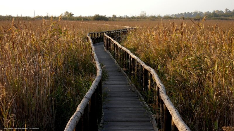 Wooden path through reeds